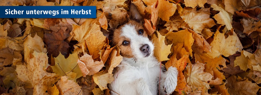 Hund im Herbstlaub